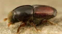 Bojovat s jádrem na jabloně